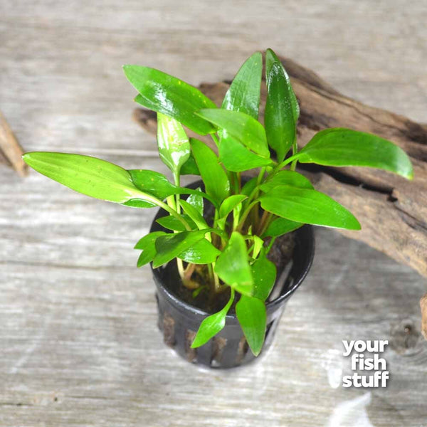 Cryptocoryne lutea Live Aquarium Plant