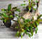 Cryptocoryne mioya Live Aquarium Plant