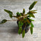 Cryptocoryne mioya Live Aquarium Plant