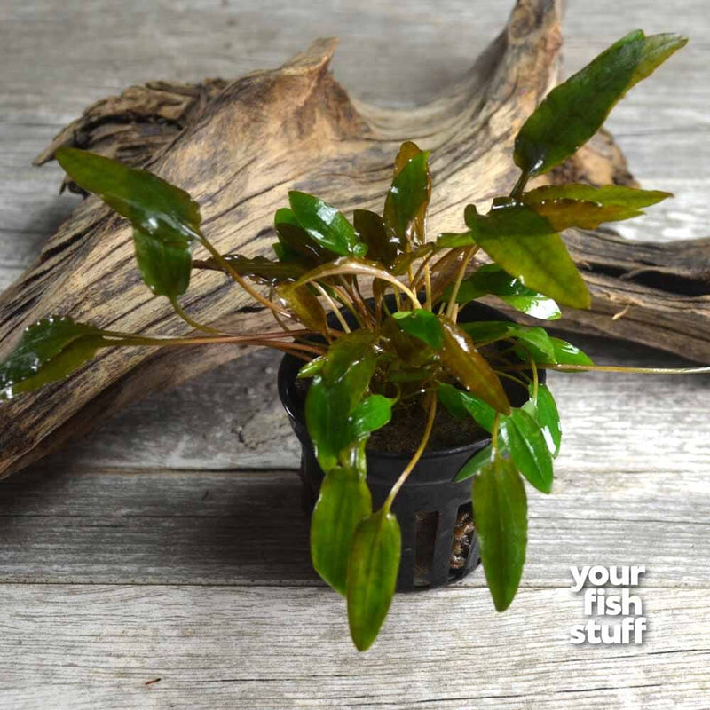 Cryptocoryne mioya Live Aquarium Plant