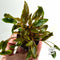 Cryptocoryne mioya Live Aquarium Plant