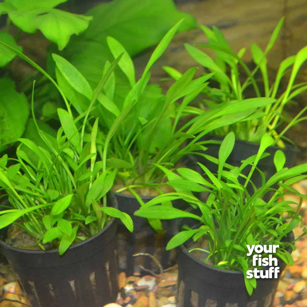 Cryptocoryne parva – Foreground Aquarium Plant – Your Fish Stuff