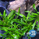 Foreground Plant Bundle