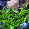 Foreground Plant Bundle