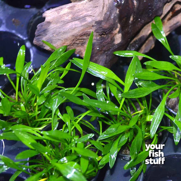 Cryptocoryne  parva Live Aquarium Plant