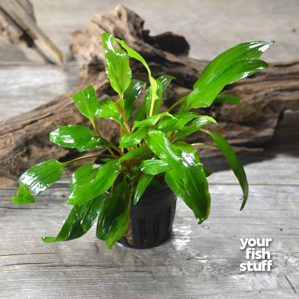 Cryptocoryne petchii Live Aquarium Plant