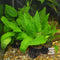 Cryptocoryne usteriana green