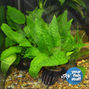 Background Plant Bundle