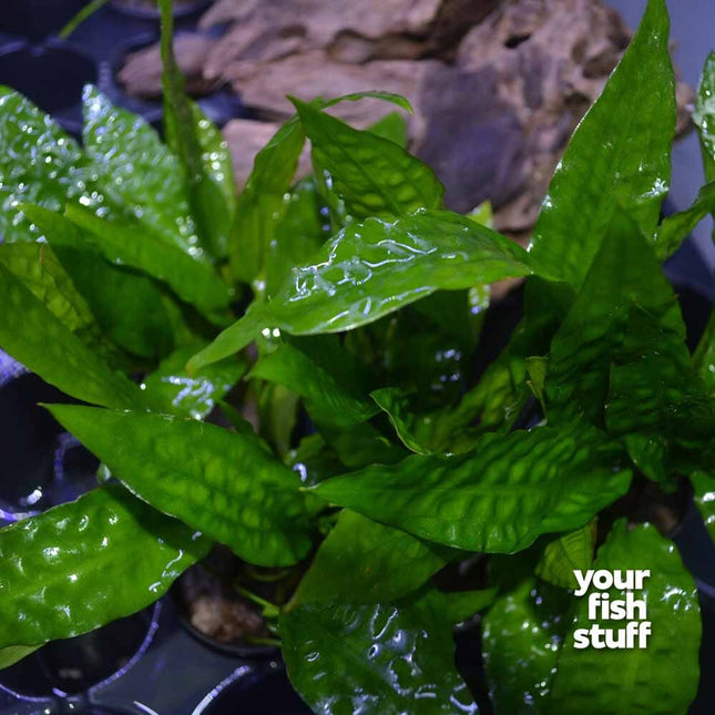 Cryptocoryne usteriana green
