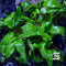 Cryptocoryne wendtii green