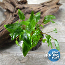 Mixed Plant Bundle