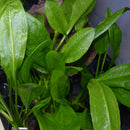 Echinodorus bleheri Sword Plant