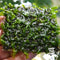 Fissidens nobilis Moss