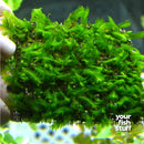 Fissidens nobilis Moss