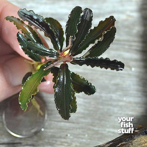 Bucephalandra Godzilla 'Kegagang Red' Live Aquarium Plants