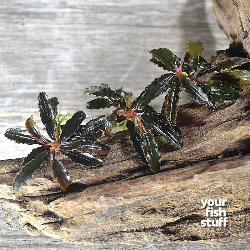 Bucephalandra Godzilla 'Kegagang Red' Live Aquarium Plants