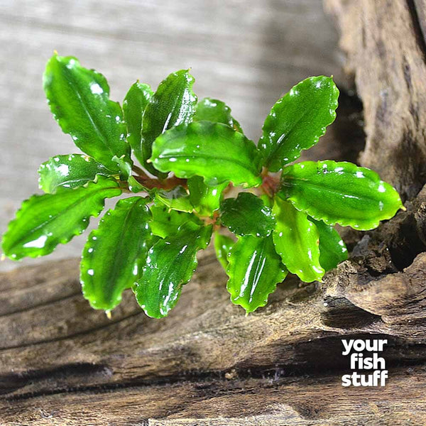 Bucephalandra 'Green Wavy' Live Aquarium Plants