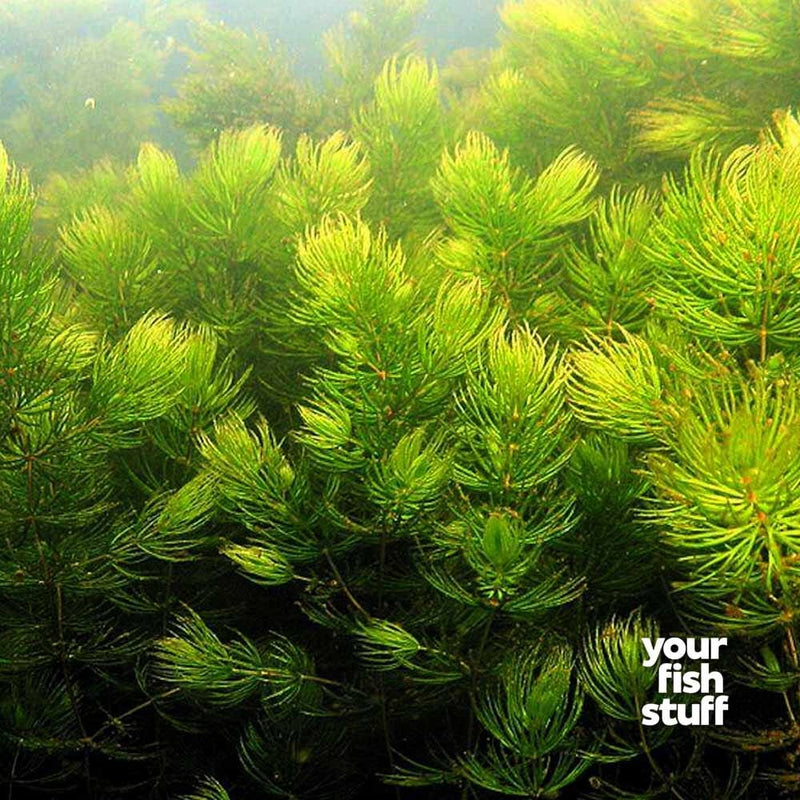 Hornwort Ceratophyllum demersum