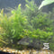 Hornwort Ceratophyllum demersum