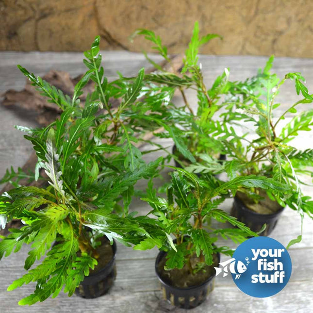 Hygrophila pinnatifida