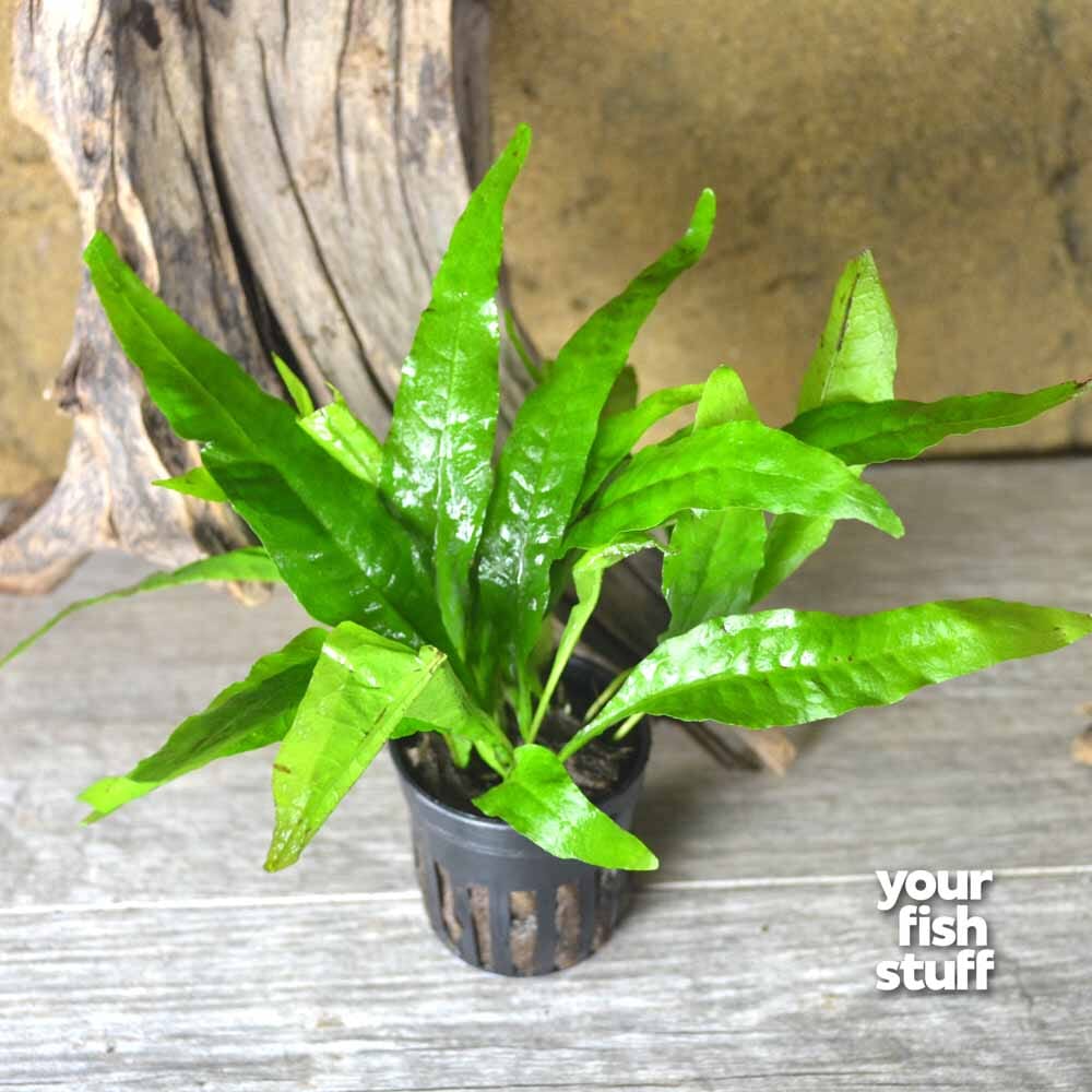 Java Fern (Microsorum pteropus) Live Aquarium Plant – Your Fish Stuff
