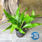 Midground Plant Bundle