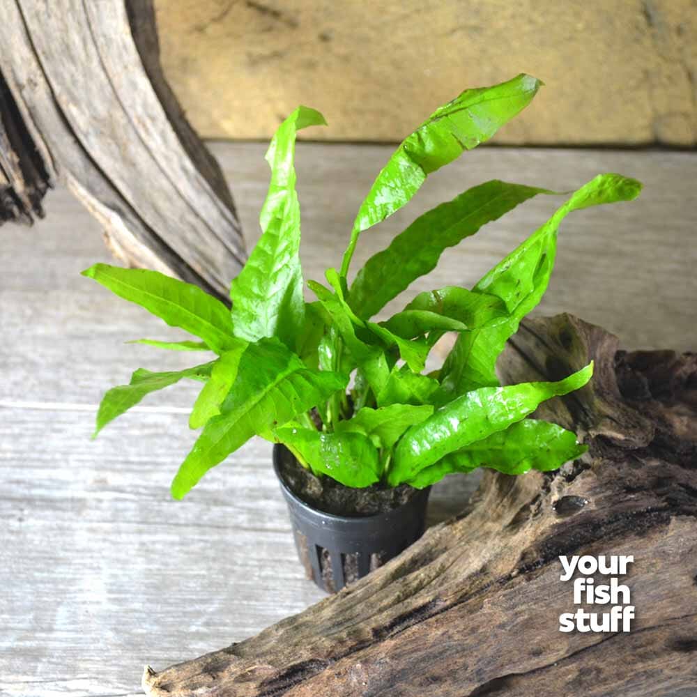 Java Fern (Microsorum pteropus) Live Aquarium Plant – Your Fish Stuff