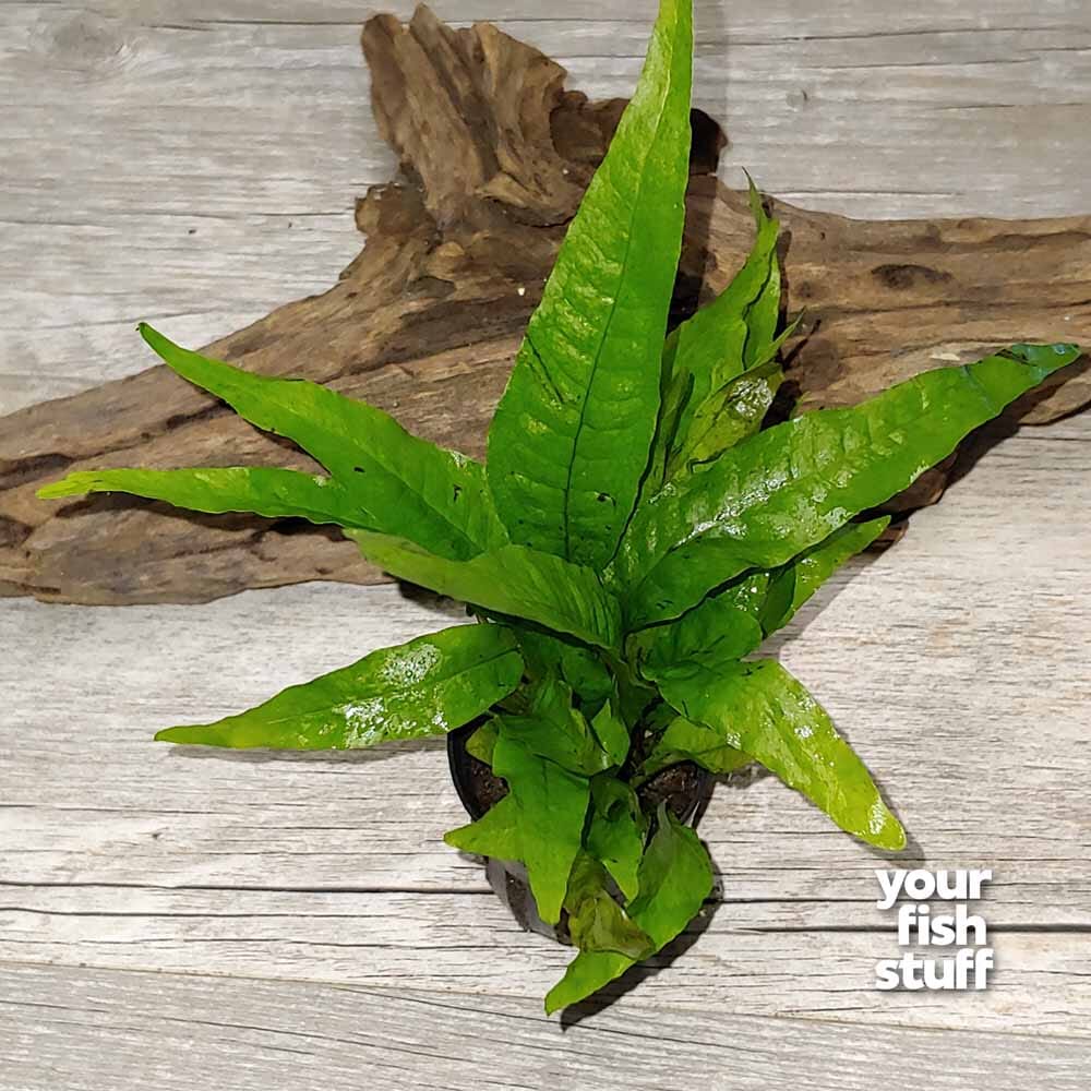 Java Fern (Microsorum pteropus) Live Aquarium Plant – Your Fish Stuff