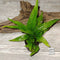 Microsorum pteropus Java Fern Live Aquarium Plant