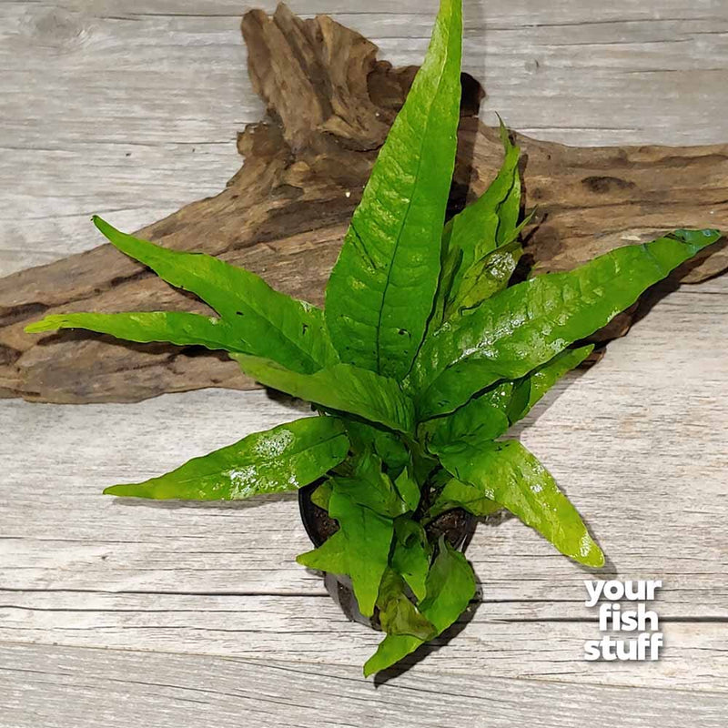 Java Fern (Microsorum pteropus) Live Aquarium Plant – Your Fish Stuff