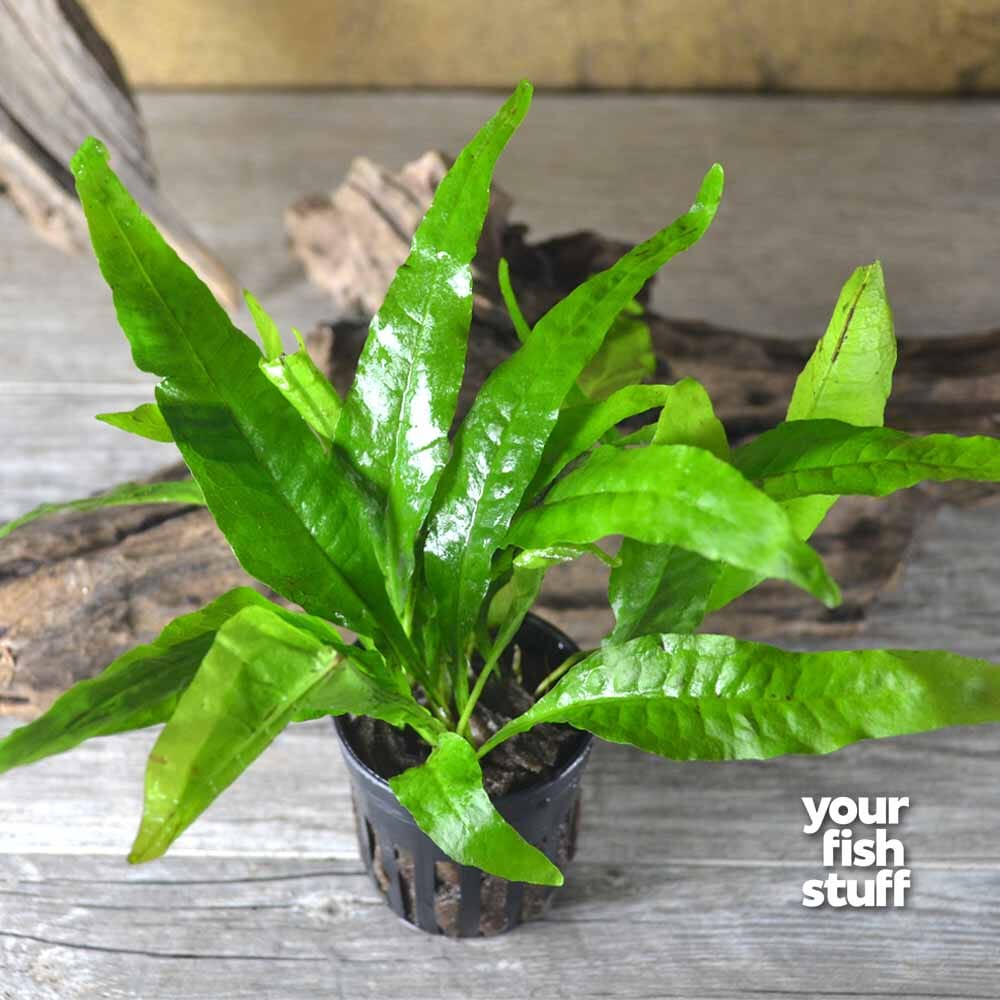 Java Fern (Microsorum pteropus) Live Aquarium Plant – Your Fish Stuff