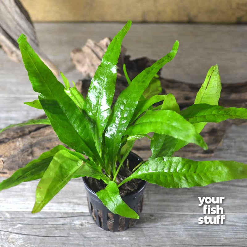 Java Fern (Microsorum pteropus) Live Aquarium Plant – Your Fish Stuff