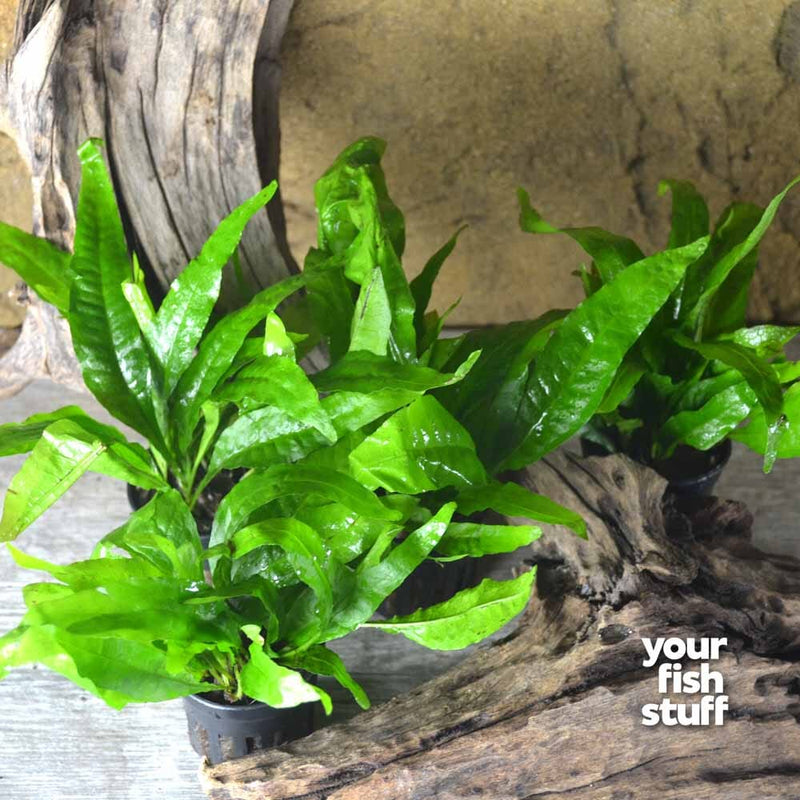 Java Fern (Microsorum pteropus) Live Aquarium Plant – Your Fish Stuff