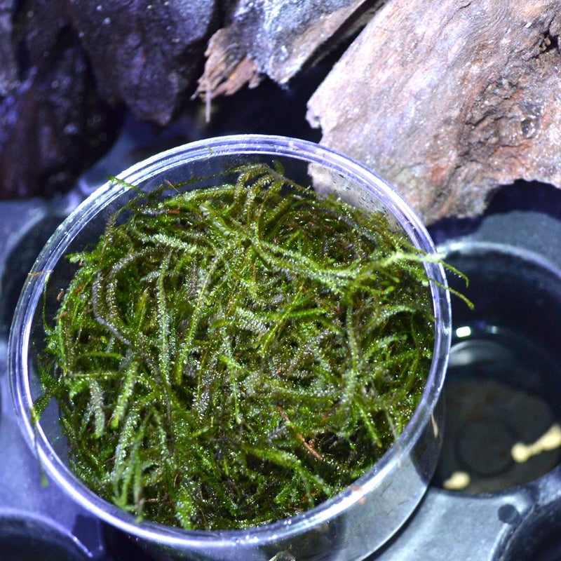 5 Java Moss Portions Vesicularia Dubyana Aquatic Moss Live