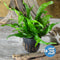 Midground Plant Bundle