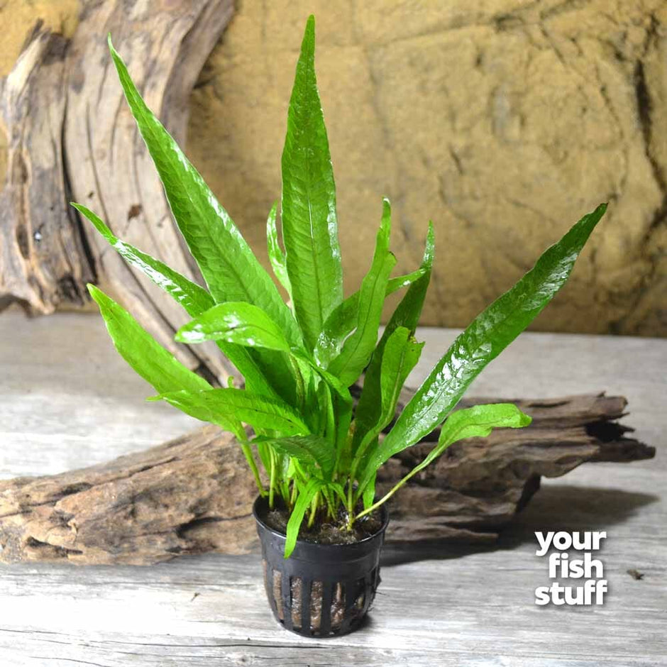 Java Fern Height Philippine Java Fern – Elegant Live Aquarium Fern – Your Fish Stuff