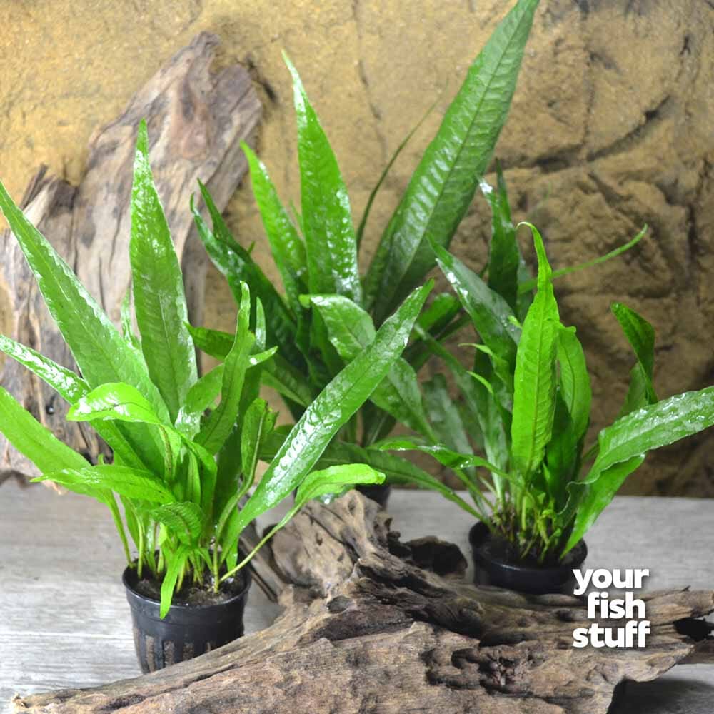 Philippine Java Fern – Elegant Live Aquarium Fern – Your Fish Stuff