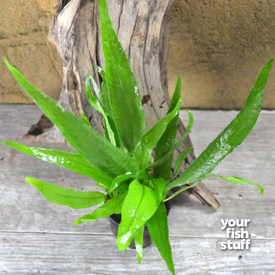 Java Fern Height Philippine Java Fern – Elegant Live Aquarium Fern – Your Fish Stuff