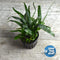 Midground Plant Bundle