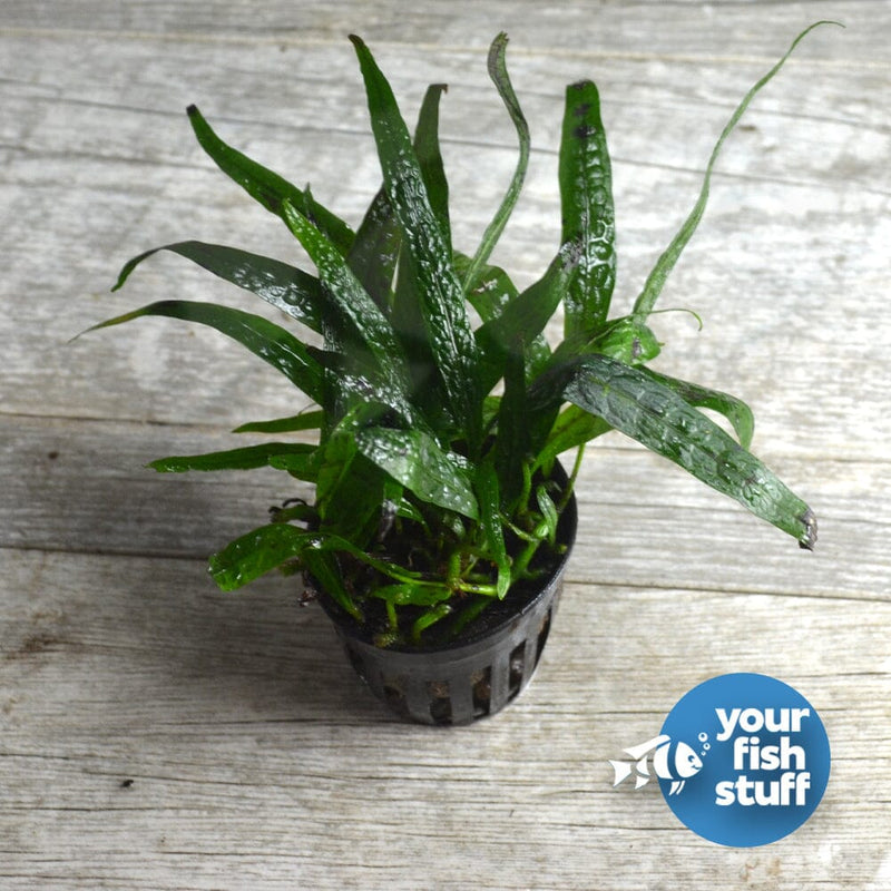 Midground Plant Bundle