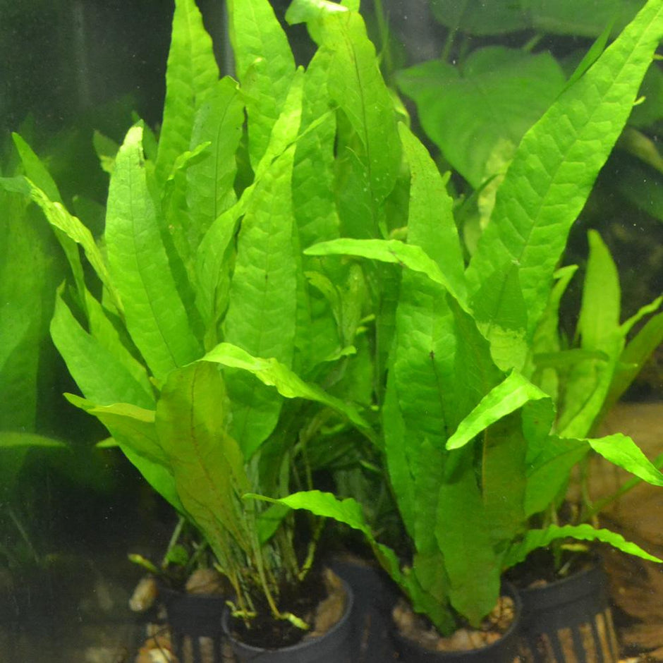 Java Fern Height Philippine Java Fern – Elegant Live Aquarium Fern – Your Fish Stuff