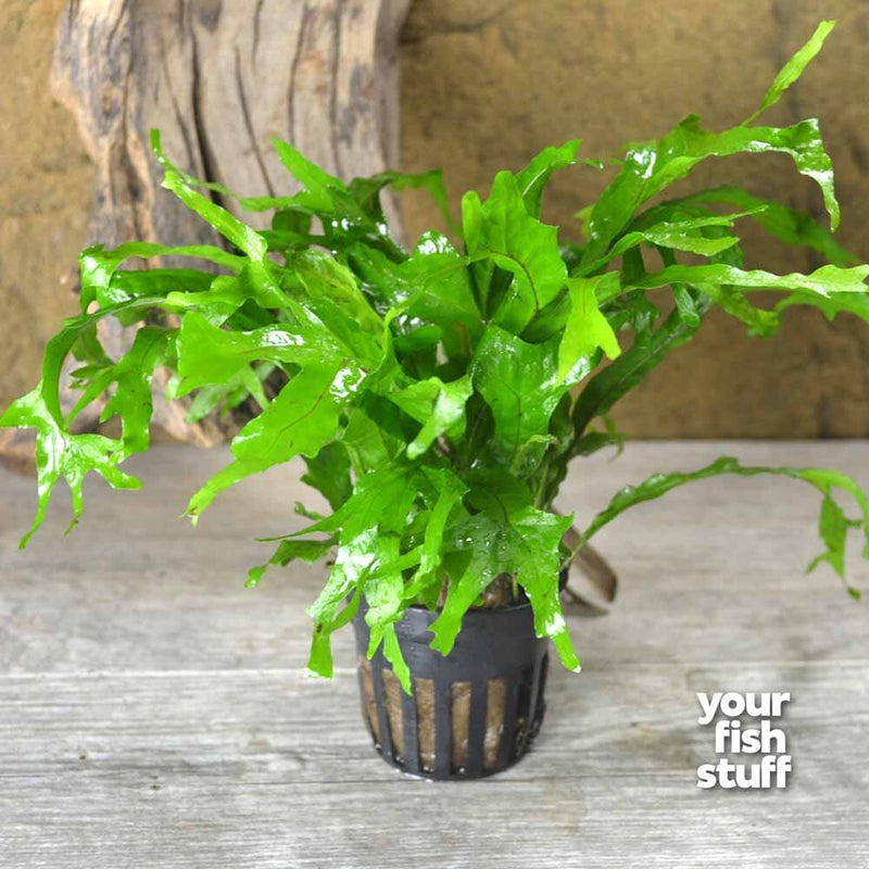 Thor Hammer Java Fern – Unique Textured Aquarium Plant – Your Fish Stuff