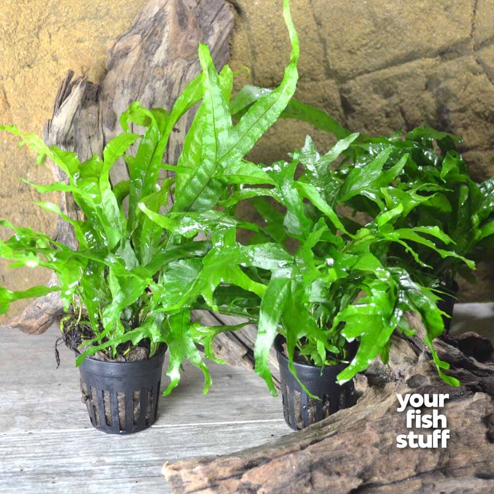 Thor Hammer Java Fern – Unique Textured Aquarium Plant – Your Fish Stuff
