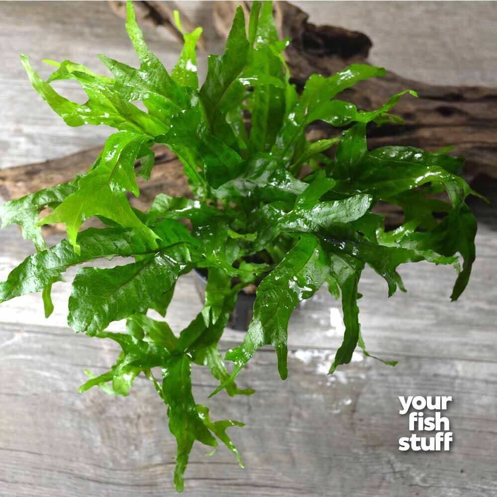 Thor Hammer Java Fern – Unique Textured Aquarium Plant – Your Fish Stuff