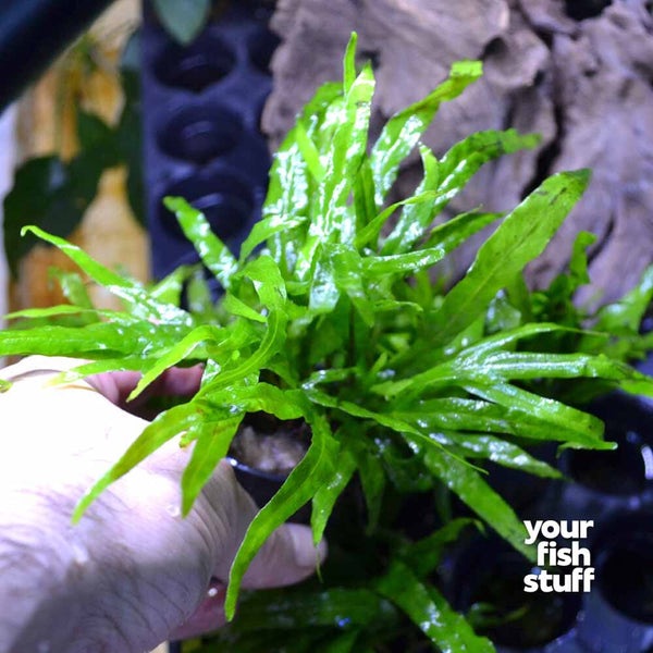 Microsorum pteropus Java Fern 'Trident'