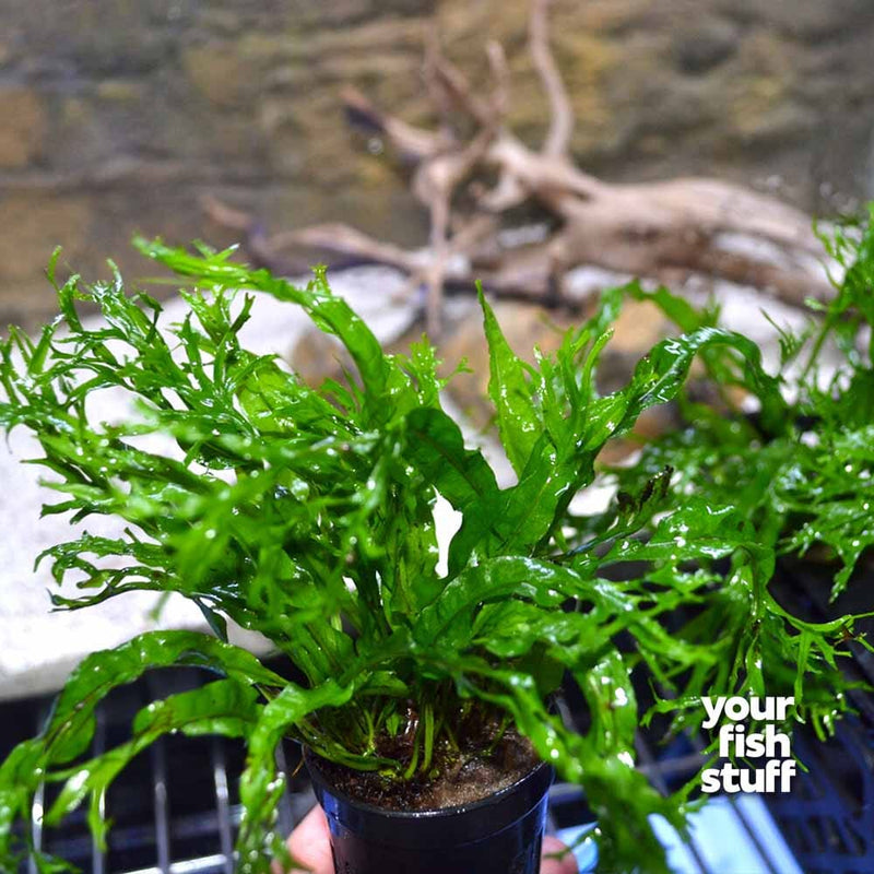 Microsorum pteropus Java Fern 'Windelov'