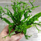 Microsorum pteropus Java Fern 'Windelov'