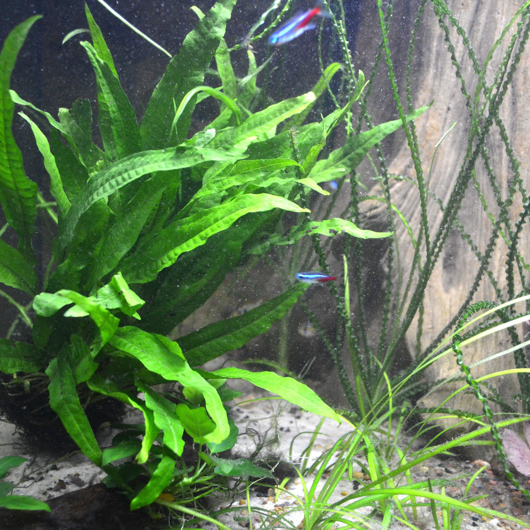 Java Fern (Microsorum pteropus) Live Aquarium Plant – Your Fish Stuff