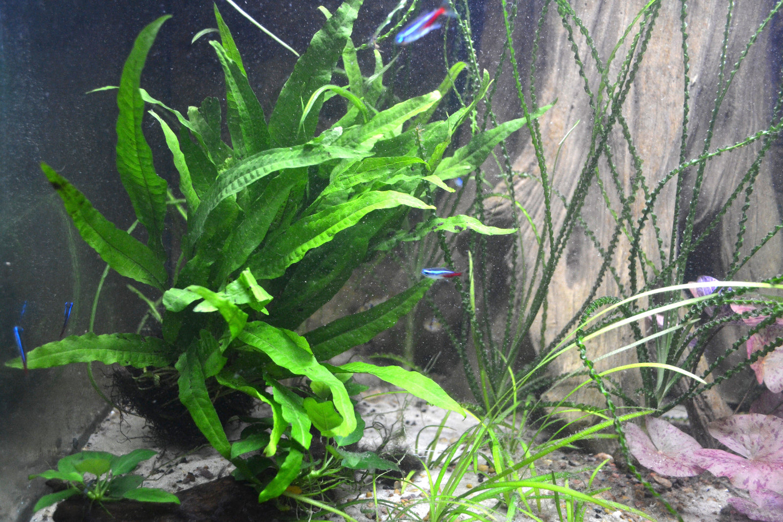 Java Fern (Microsorum pteropus) Live Aquarium Plant – Your Fish Stuff