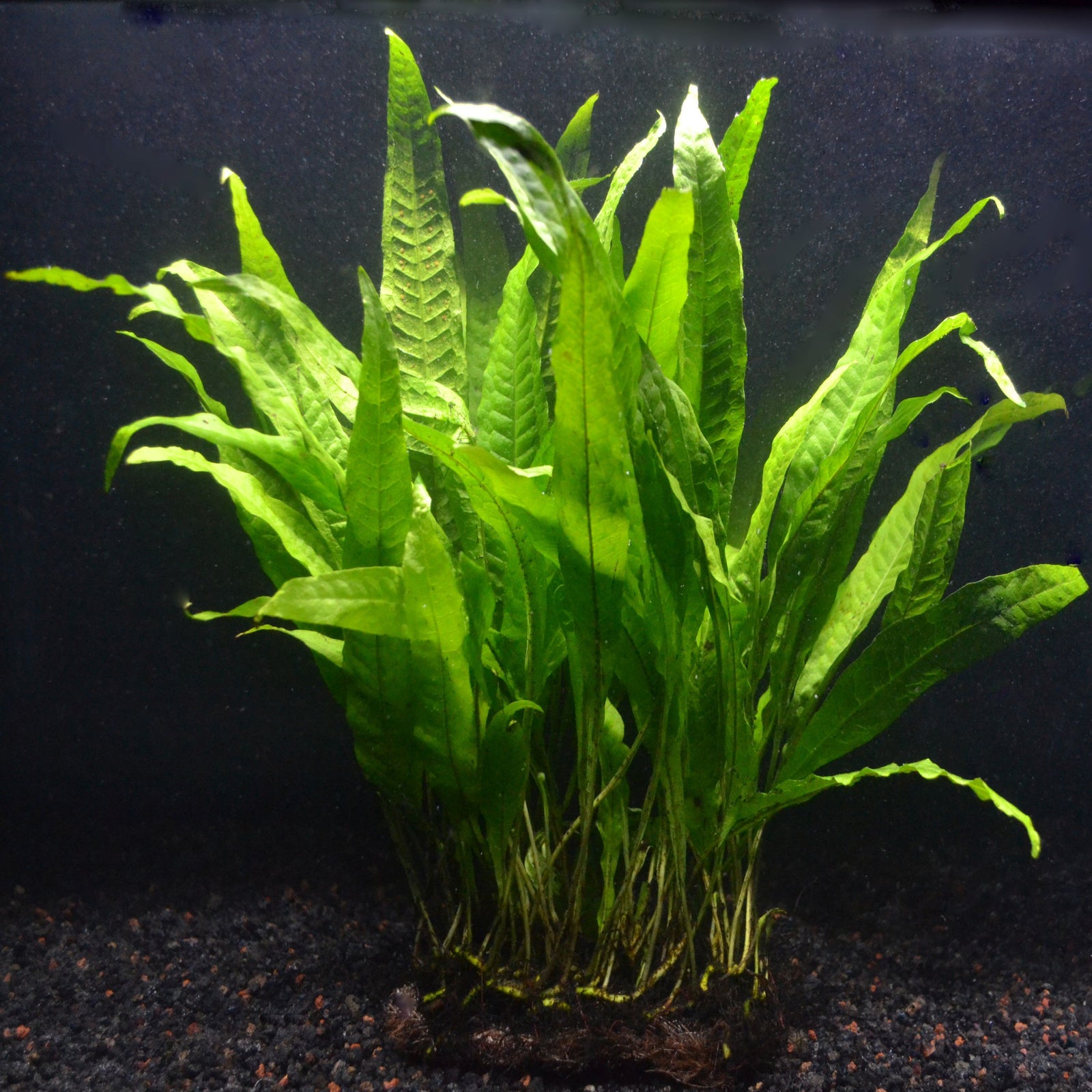 Java Fern Microsorum pteropus – Your Fish Stuff
